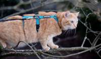 Safety Harness Pro de sécurité pour chat incassable réfléchissant brun